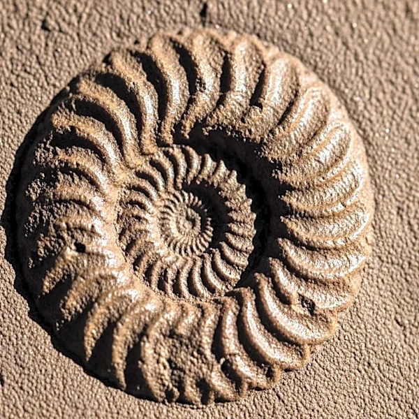 Paleontologists Reclassify Oldest Octopus Fossil as Nautiloid