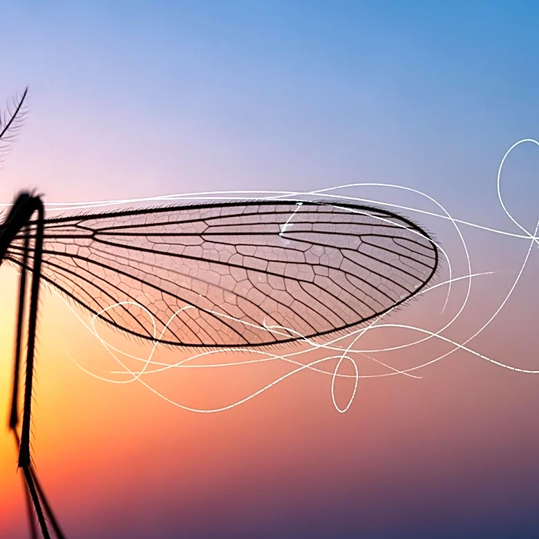 Research Reveals How Mosquitoes Target Humans Using Flight Path Data