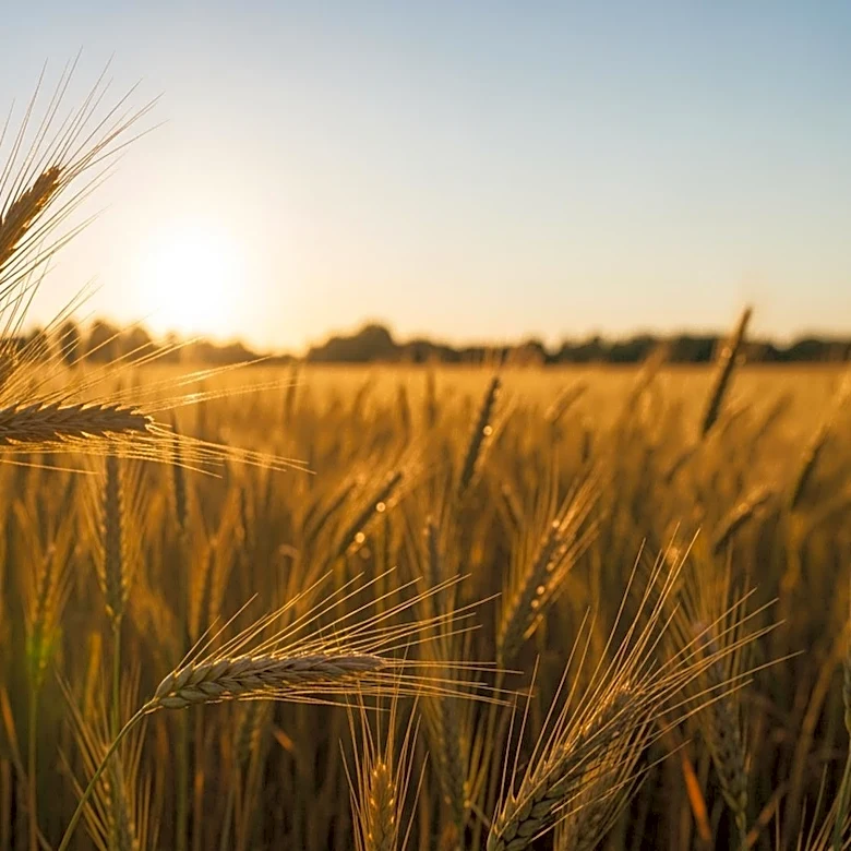 Egypt's Agriculture Ministry Encourages Farmers to Boost Wheat Production Amid Market Stability