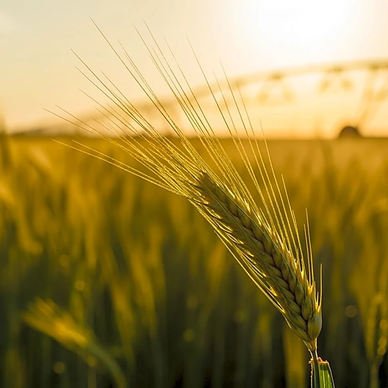Advanced Agriculture Festival in Raisen Aims to Transform Farming Practices