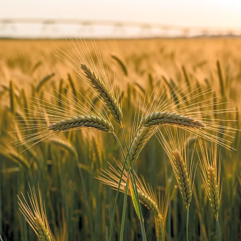 Egypt's Agriculture Ministry Encourages Wheat Production Amid Climate Challenges