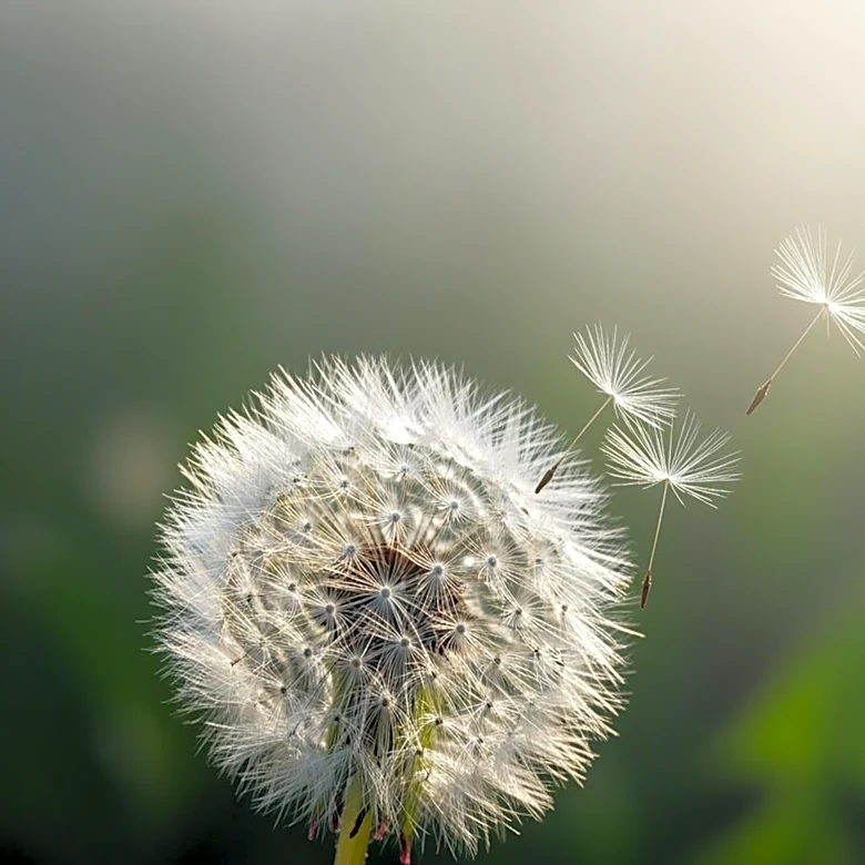Air Quality and Allergens: Challenges and Improvements in Charlotte