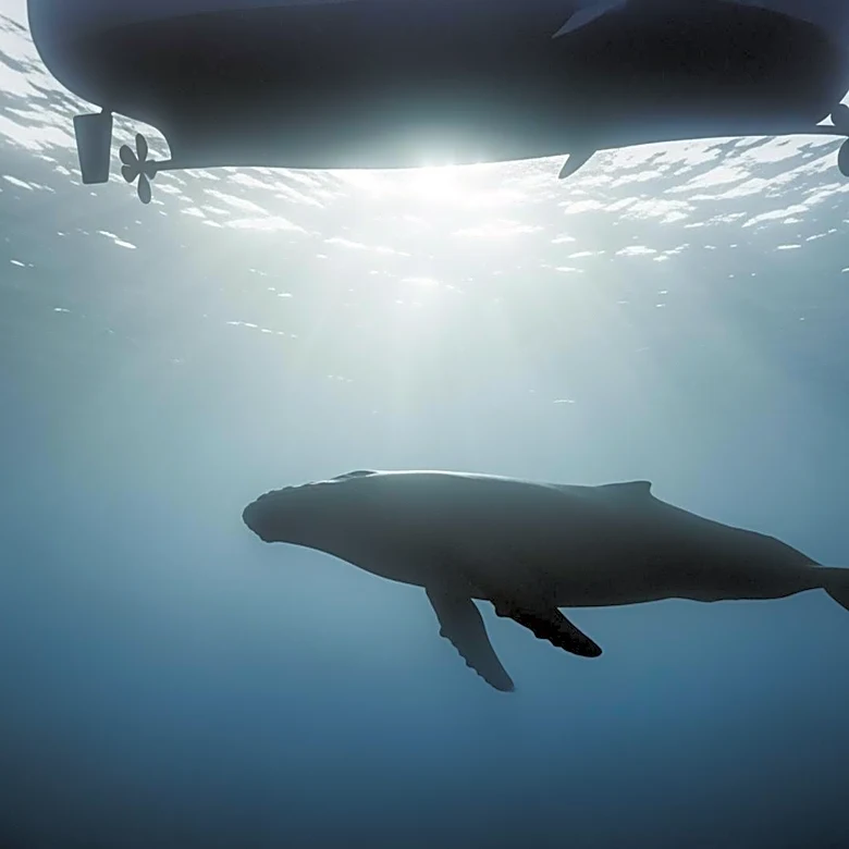 Gray Whales Face High Mortality in San Francisco Bay Due to Climate Change and Vessel Strikes