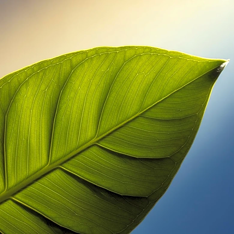 Osaka Metropolitan University Researchers Discover Light's Dual Role in Plant Growth