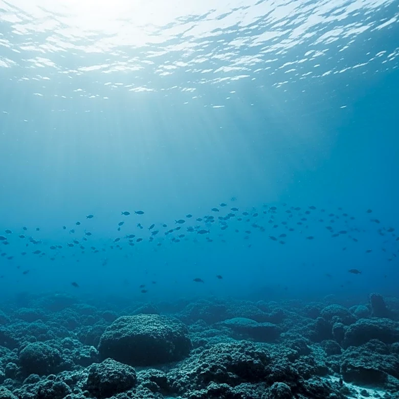 Great White Sharks Disappear from Cape Town Waters, Sparking Scientific Debate