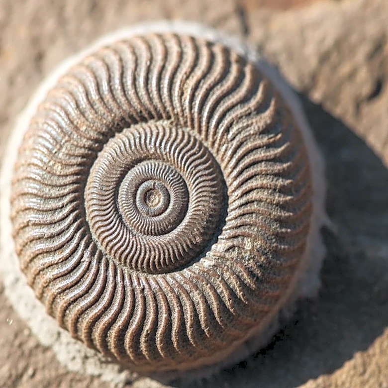 World's Oldest 'Octopus' Fossil Reclassified as Nautilus Relative