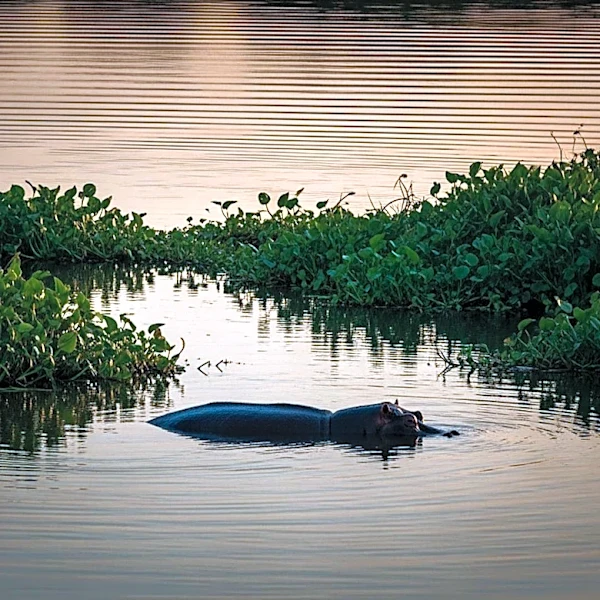 Colombia to Cull Hippos Descended from Pablo Escobar's Zoo Due to Ecological Threats