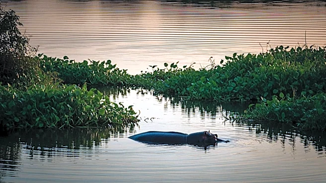 Colombia to Cull Hippos Descended from Pablo Escobar's Zoo Due to Ecological Threats