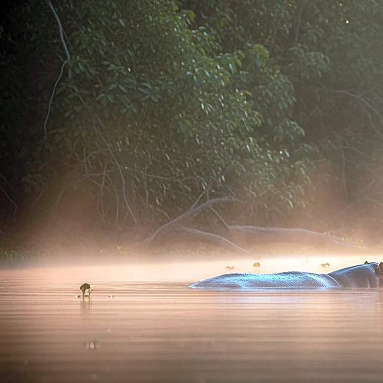 Colombia Approves Plan to Cull Roaming Hippos Linked to Pablo Escobar