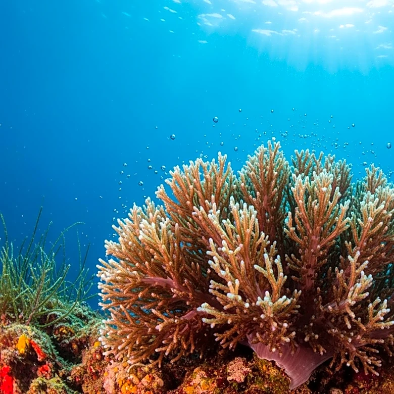 New Marine Species Discovered in South Korea's Coastal Waters