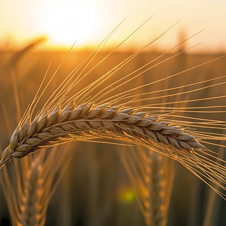 Tonya Haverkamp Honored as 2026 Food and Farming Champion for Agricultural Advocacy