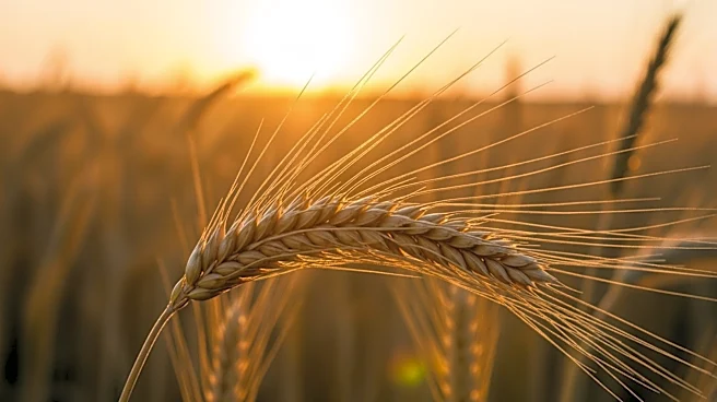 Tonya Haverkamp Honored as 2026 Food and Farming Champion for Agricultural Advocacy