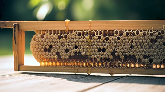 Colorado Business Owner Seeks Help After Honey Theft