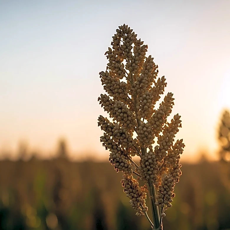 National Sorghum Foundation Opens Scholarship Applications for 2026-2027