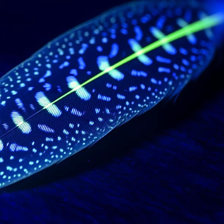 National Geographic Highlights Cassowary's Unique Fluorescence Under UV Light