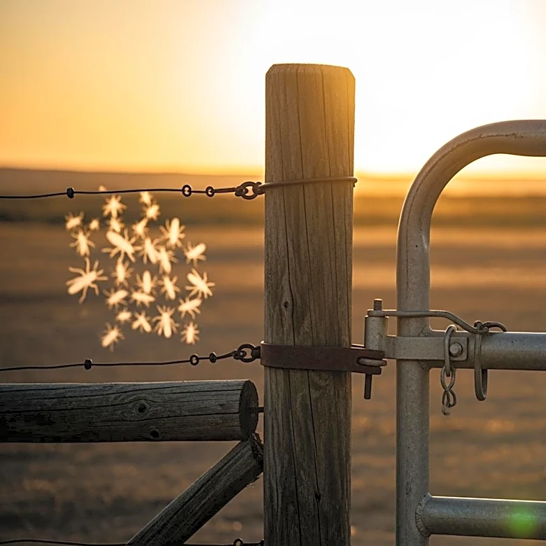 Rep. Vasquez Urges USDA Action as New World Screwworm Cases Approach U.S. Border