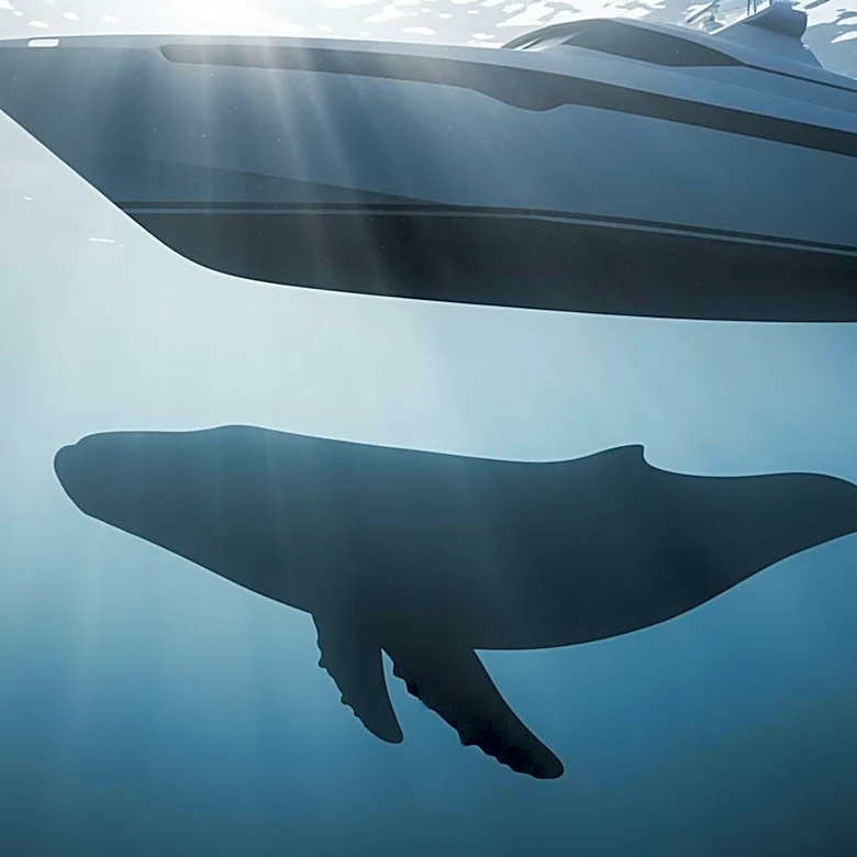 Gray Whales in San Francisco Bay Facing Increased Mortality Due to Vessel Collisions