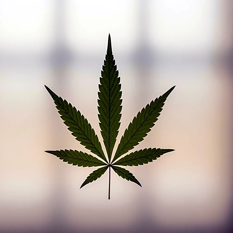 Texas THC Regulations: Temporary Restraining Order Halts Smokable Hemp Ban