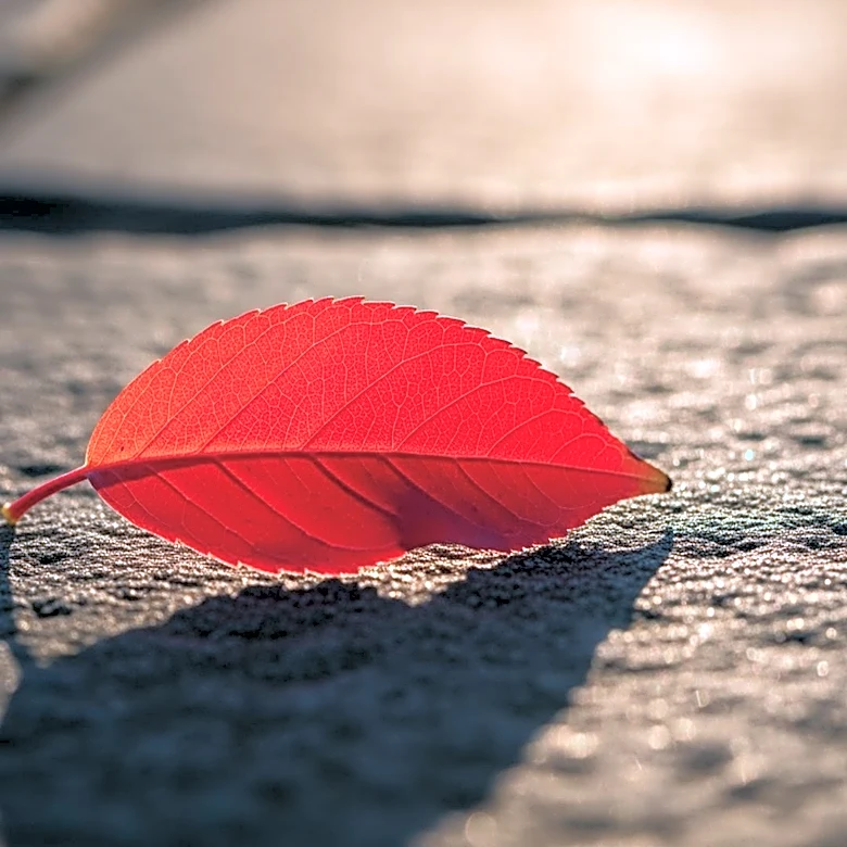 Study Finds Red Hair Gene Favored by Natural Selection Over Millennia