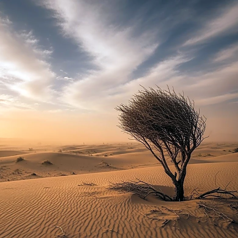 Coachella Faces Disruptions from Dust Storms, Raising Health and Economic Concerns