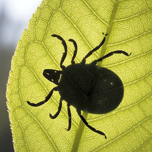 ER Visits for Tick Bites Surge in Northeast, Raising Health Concerns