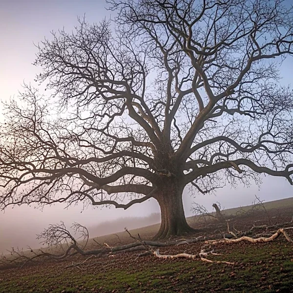 Adam Carruthers Released from Prison Under Curfew Scheme After Felling Sycamore Gap Tree