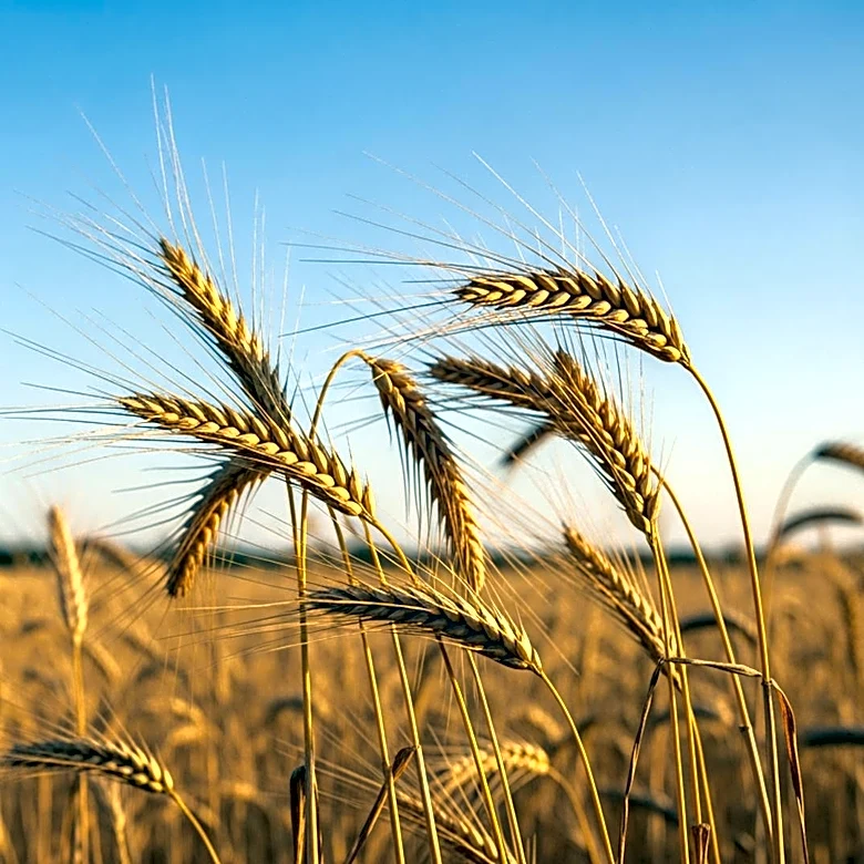 Senators Urge Trump Administration to Highlight USMCA Benefits for Agriculture