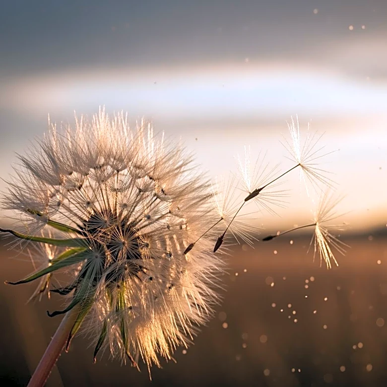 Climate Change Intensifies Hay Fever Symptoms Across the U.S.