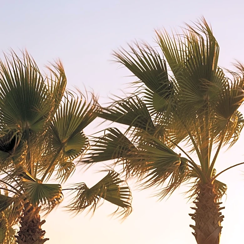 Warm Spring Breezes Sweep Through South Florida