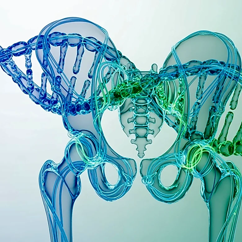 Genetic Variants Linked to Developmental Dysplasia of the Hip and Osteoarthritis
