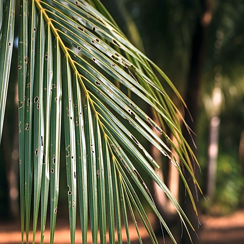 Moloka'i Mobilizes Against Coconut Rhinoceros Beetle Threat
