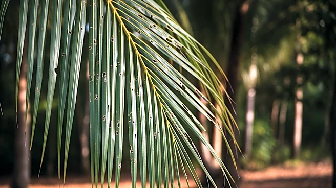Moloka'i Mobilizes Against Coconut Rhinoceros Beetle Threat
