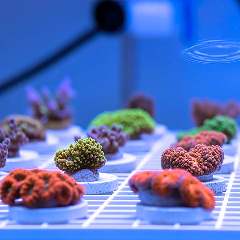 Scientists Explore Selective Breeding to Enhance Coral Heatwave Tolerance