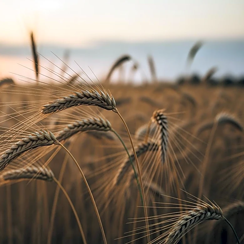 Indian Government Prepares for Limited Agricultural Impact from El Nino