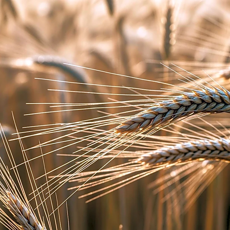 Washington State University's Breadlab Develops More Nutritious Wheat Varieties