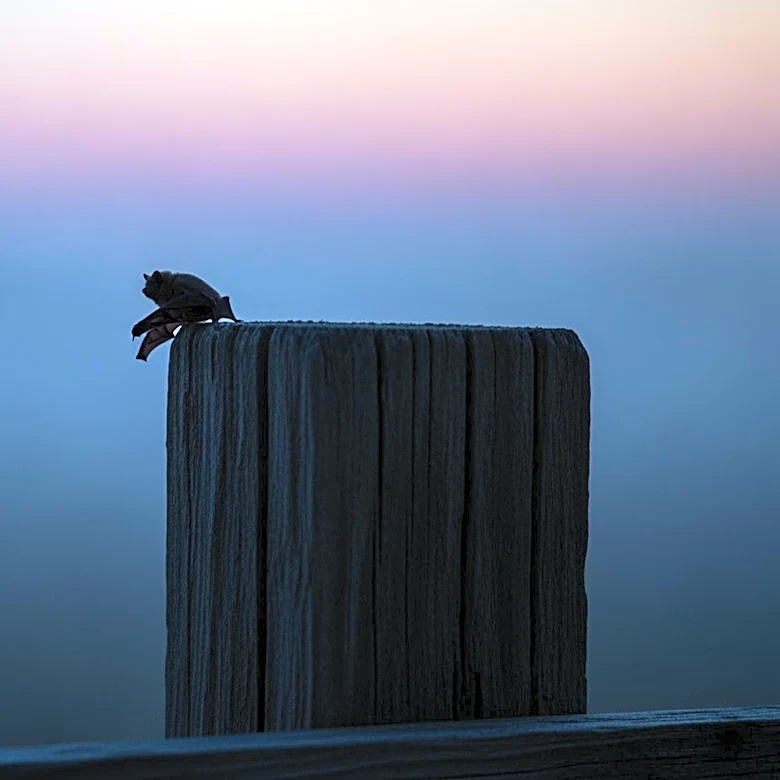 Rabies Confirmed in Loxahatchee After Bat Bites Resident, Prompting Public Safety Alert