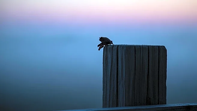 Rabies Confirmed in Loxahatchee After Bat Bites Resident, Prompting Public Safety Alert