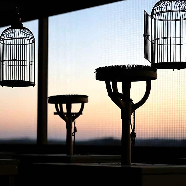 Four Birds Missing After Break-In at Marysville Falconry Facility