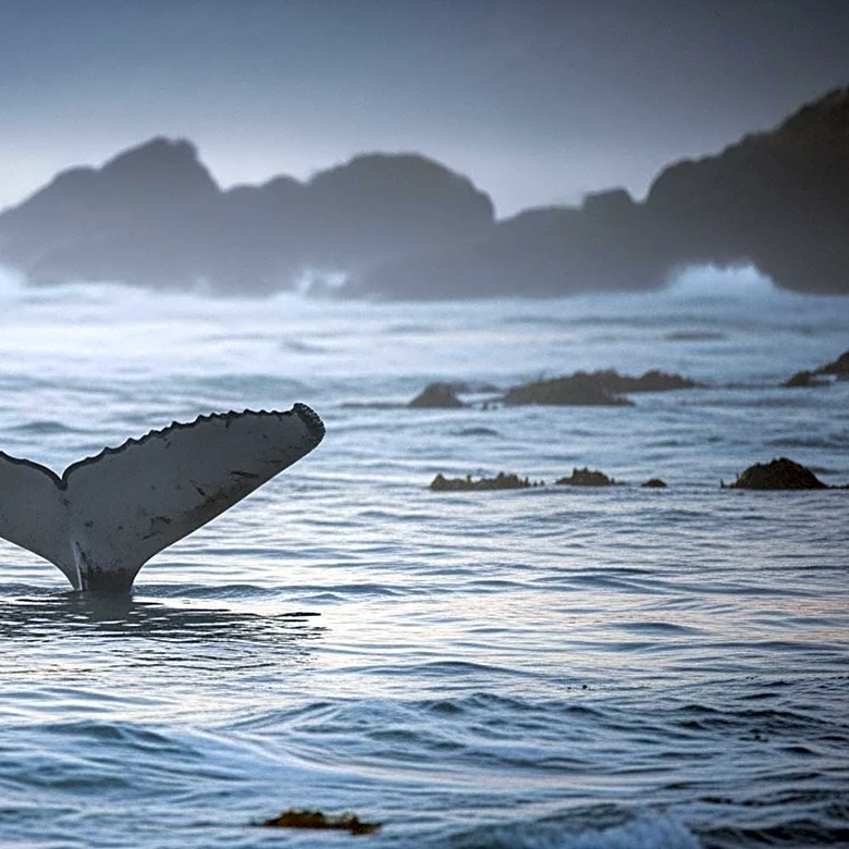 Stranded Whale 'Timmy' Faces New Challenges on Germany's Coast
