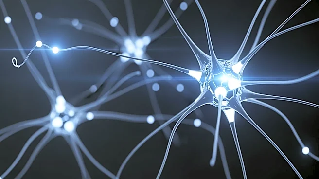 Research Identifies Serotonergic Circuit's Role in Tinnitus, Impacting SSRI Use