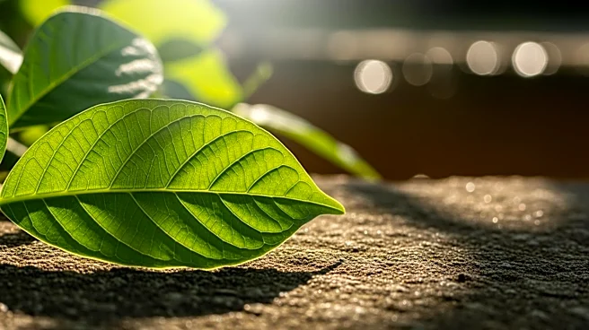 Goldman Prize Winner Fights for Environmental Justice in Bougainville