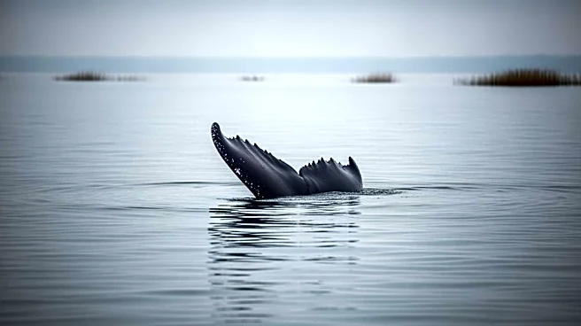Timmy the Humpback Whale Stranded in Baltic Sea Faces Grim Future