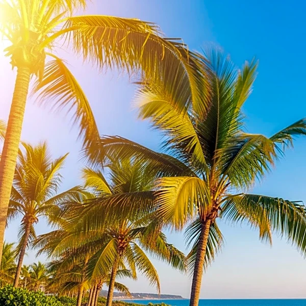 South Florida Weather Forecast: Breezy Day with Sunshine and Rising Temperatures