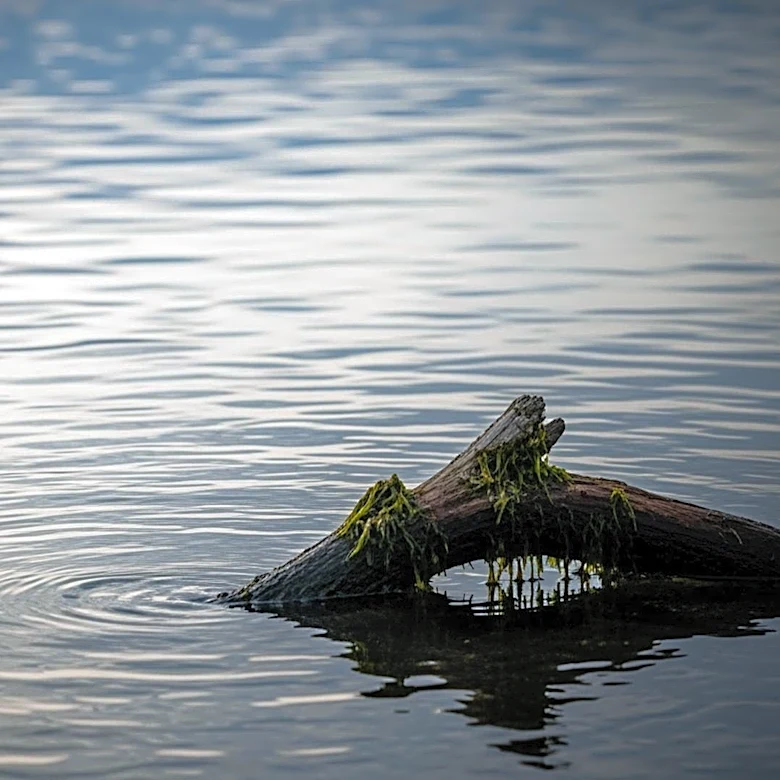 Growing Concerns Over Flesh-Eating Bacteria in Long Island Waters