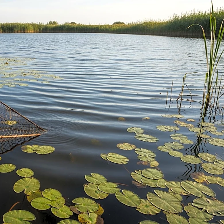 USDA Funding Cuts Halt Invasive Catfish Removal and Farming Classes