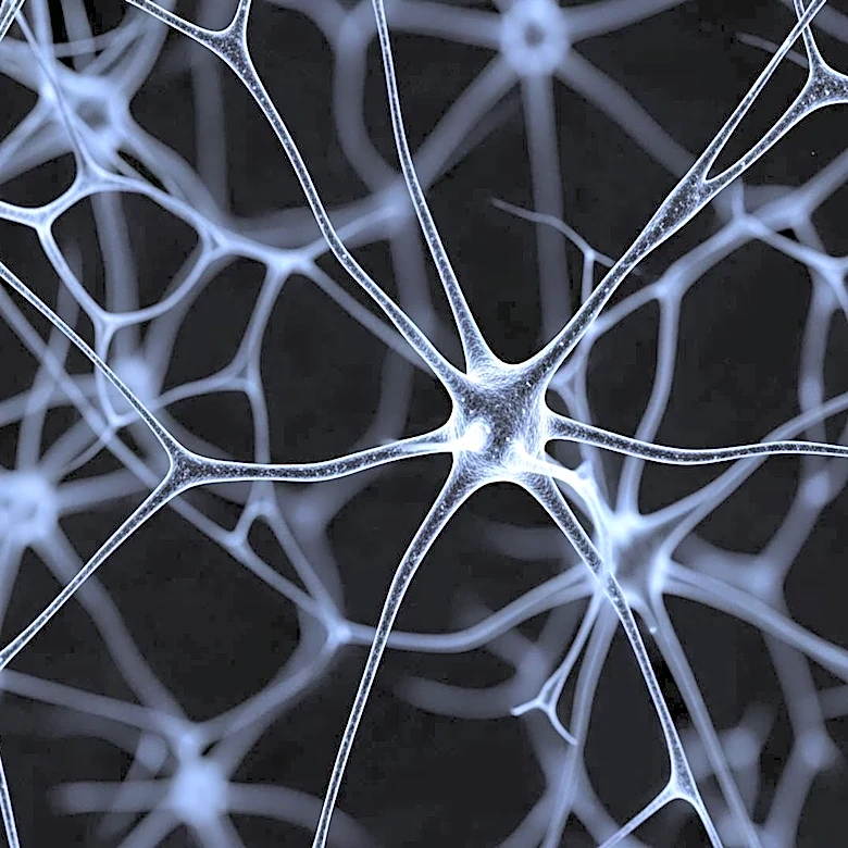 NYU Langone Health Researchers Discover Astrocyte Networks in Mice Brain