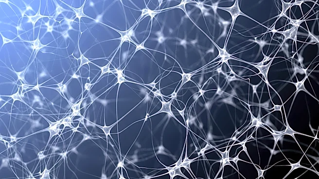 NYU Langone Study Reveals Astrocytes Form Complex Networks Across Mouse Brain