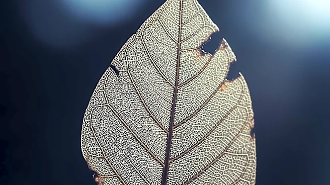 Study Links Light Drinking and Aging to Reduced Brain Blood Flow and Thinner Tissue