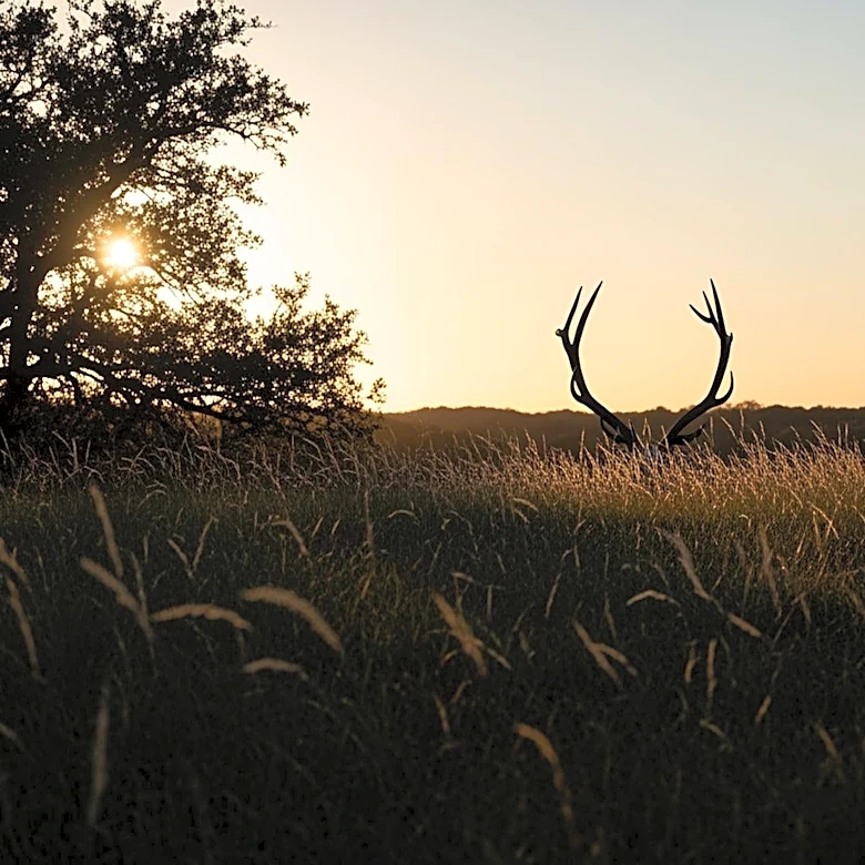 Elk Sightings in South Austin Spark Debate Over Wildlife Presence