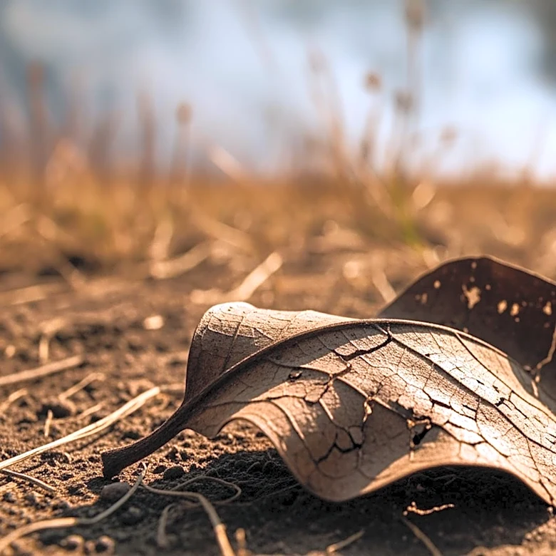 Georgia Implements Burn Ban Amidst Wildfire Concerns